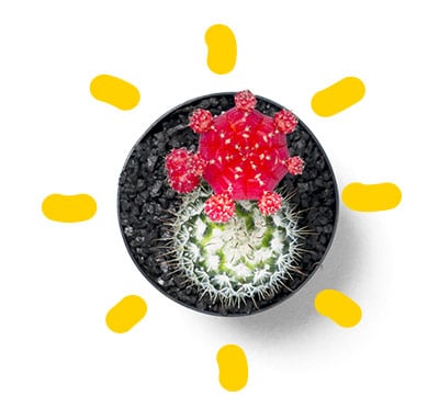 cactus cactus