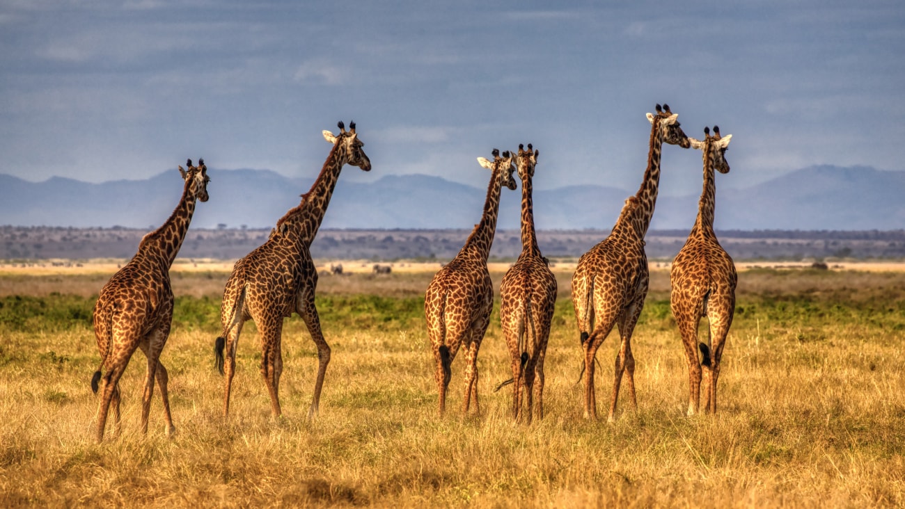 A herd of giraffes walk across grass plains in Kenya with mountains in the distance.