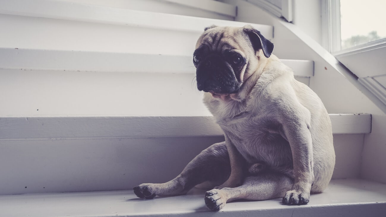 Sad pug sitting on stairs