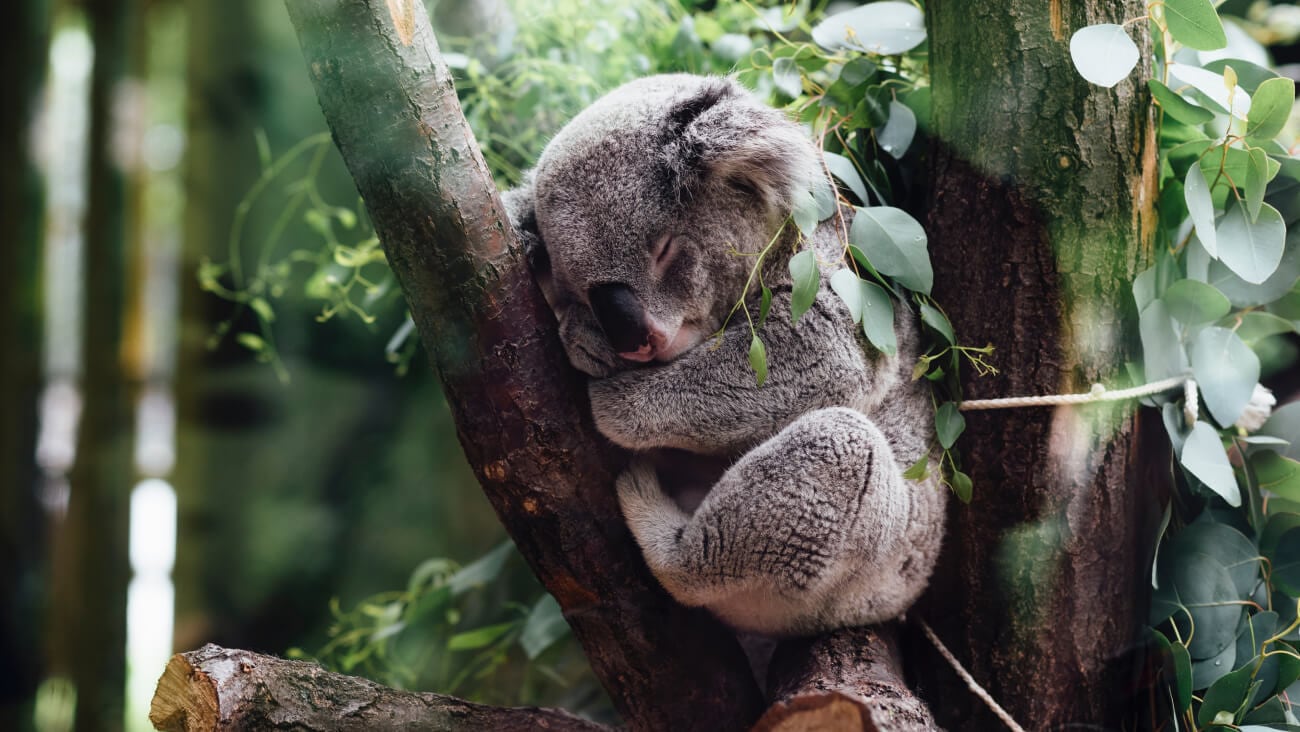 koala sleeping in tree