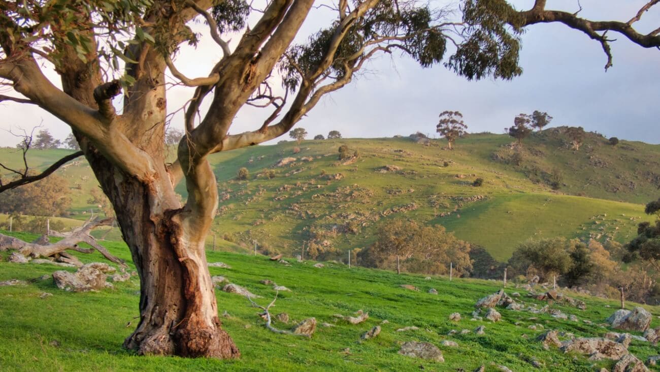 Tree in a green field