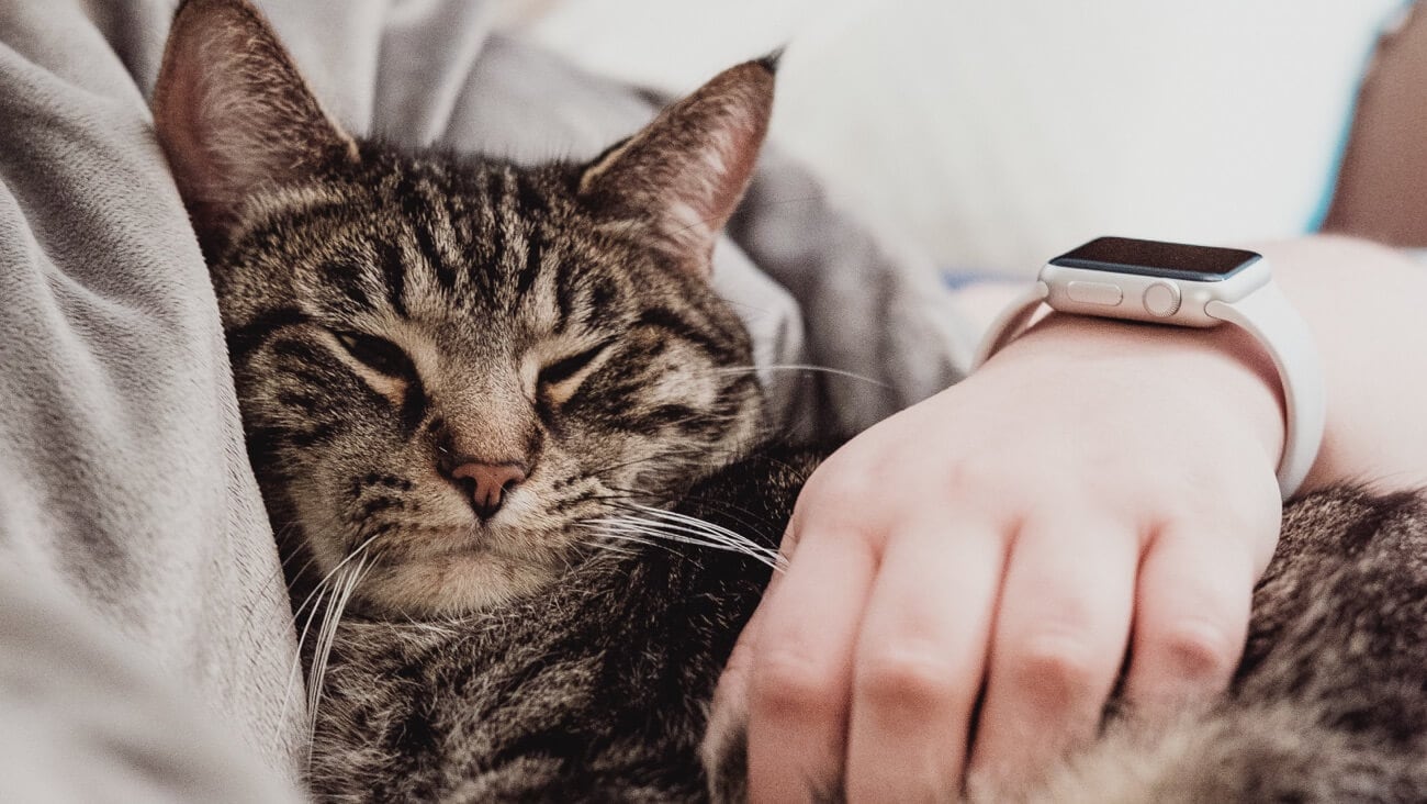Sleeping cat