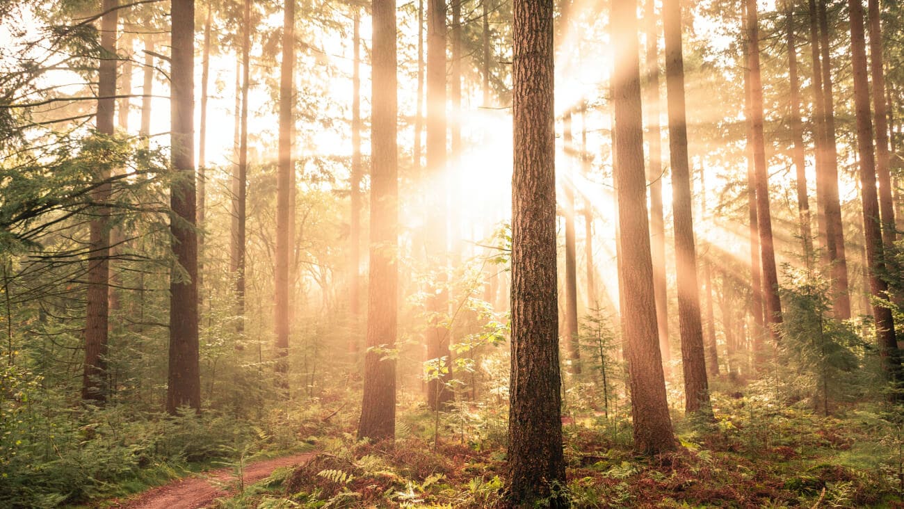 Sun rays shining through a forest