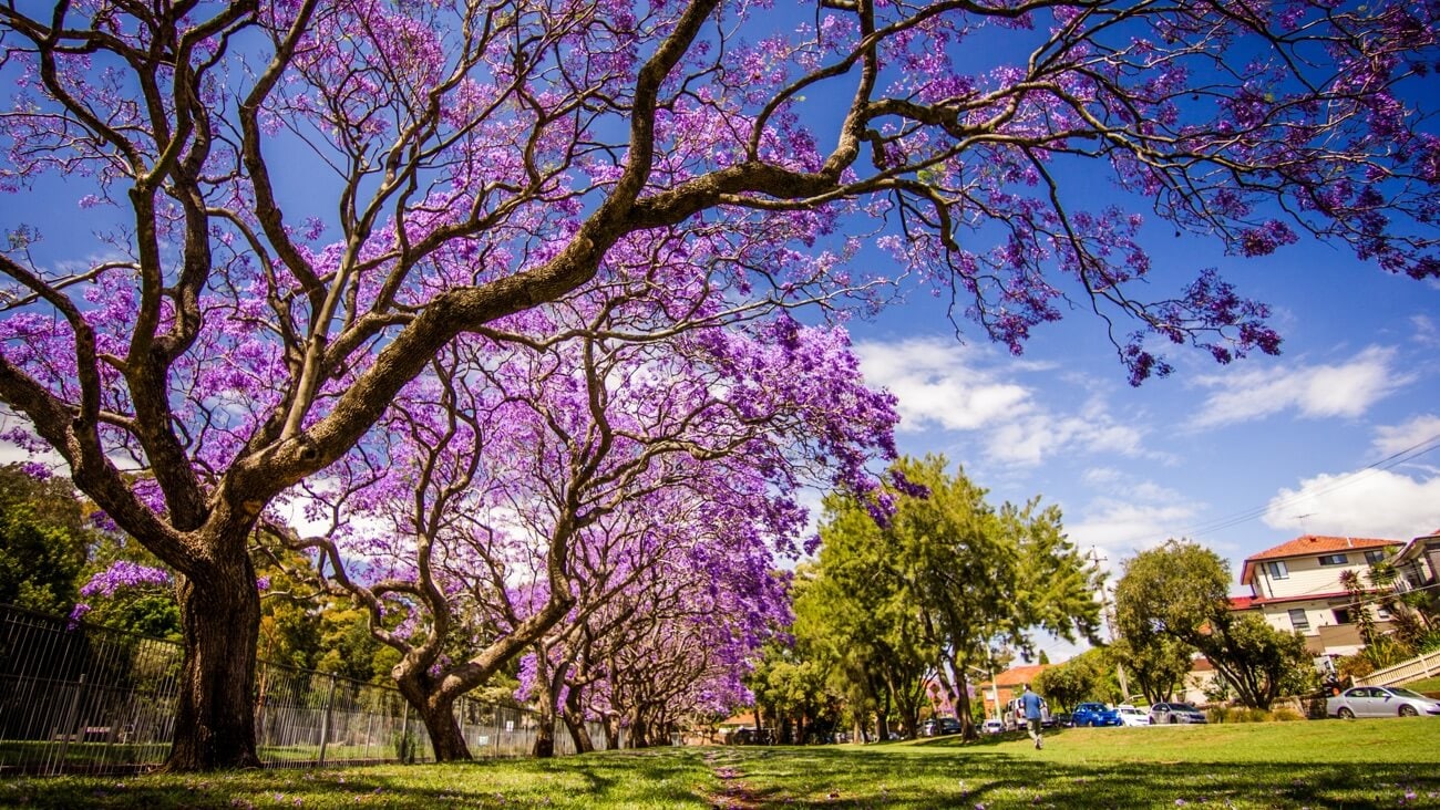 Jacaranda tree