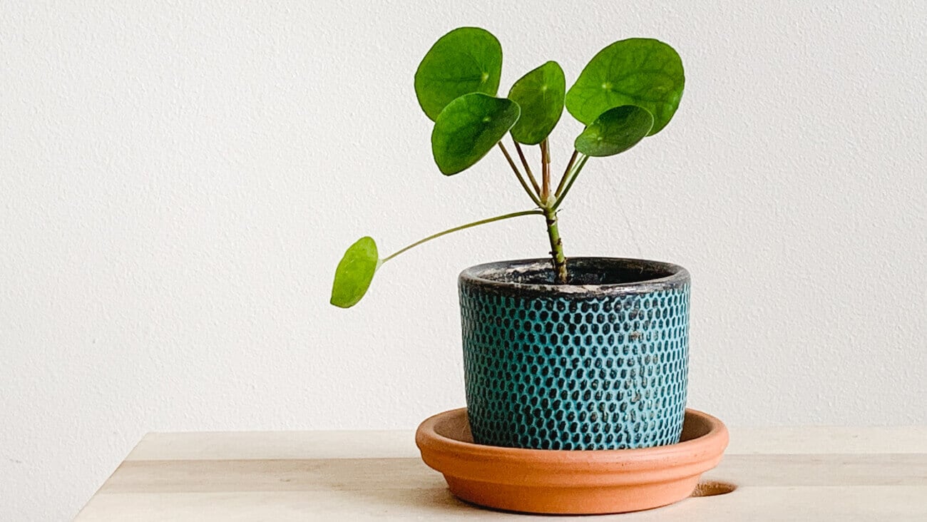 Potted plant on desk