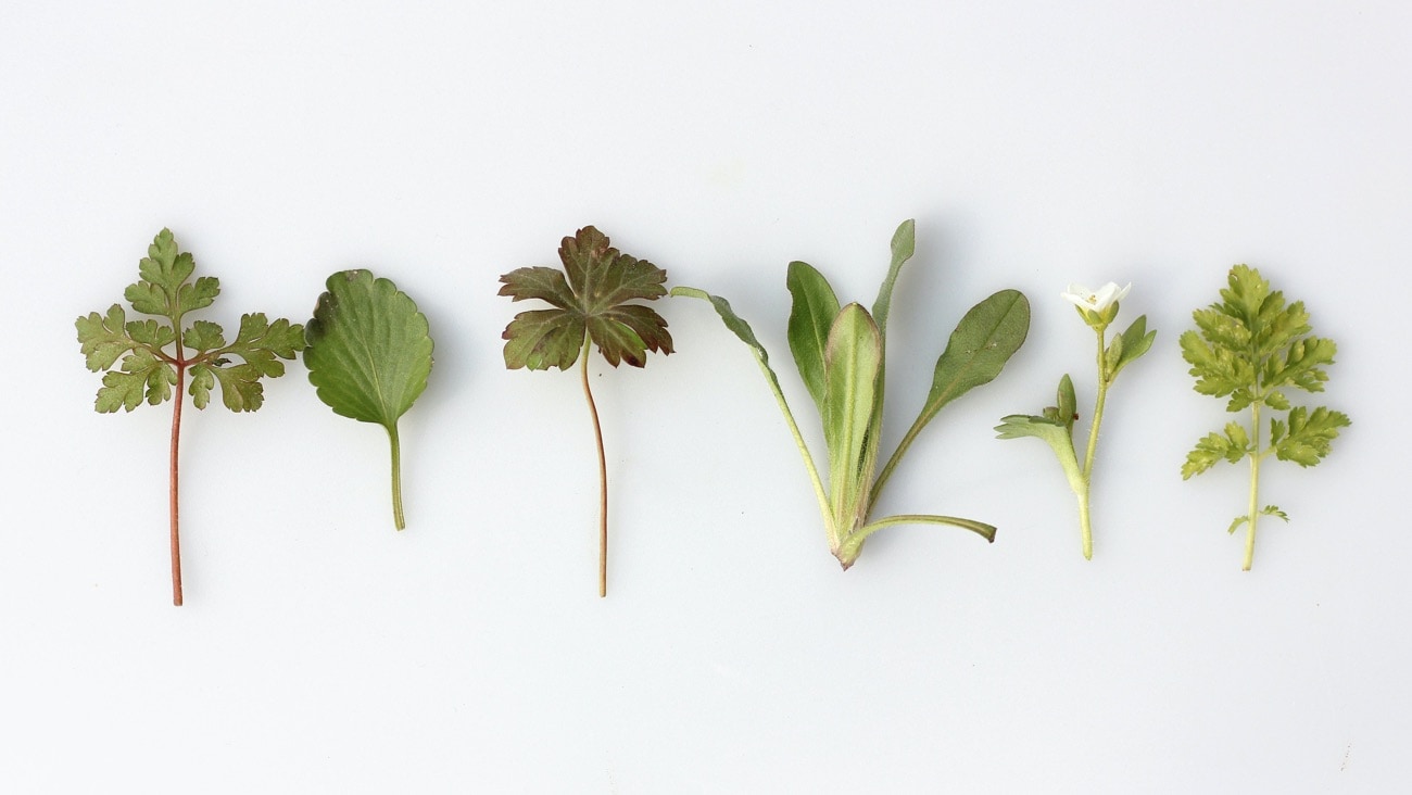 What plant is this? We explore Plant ID apps