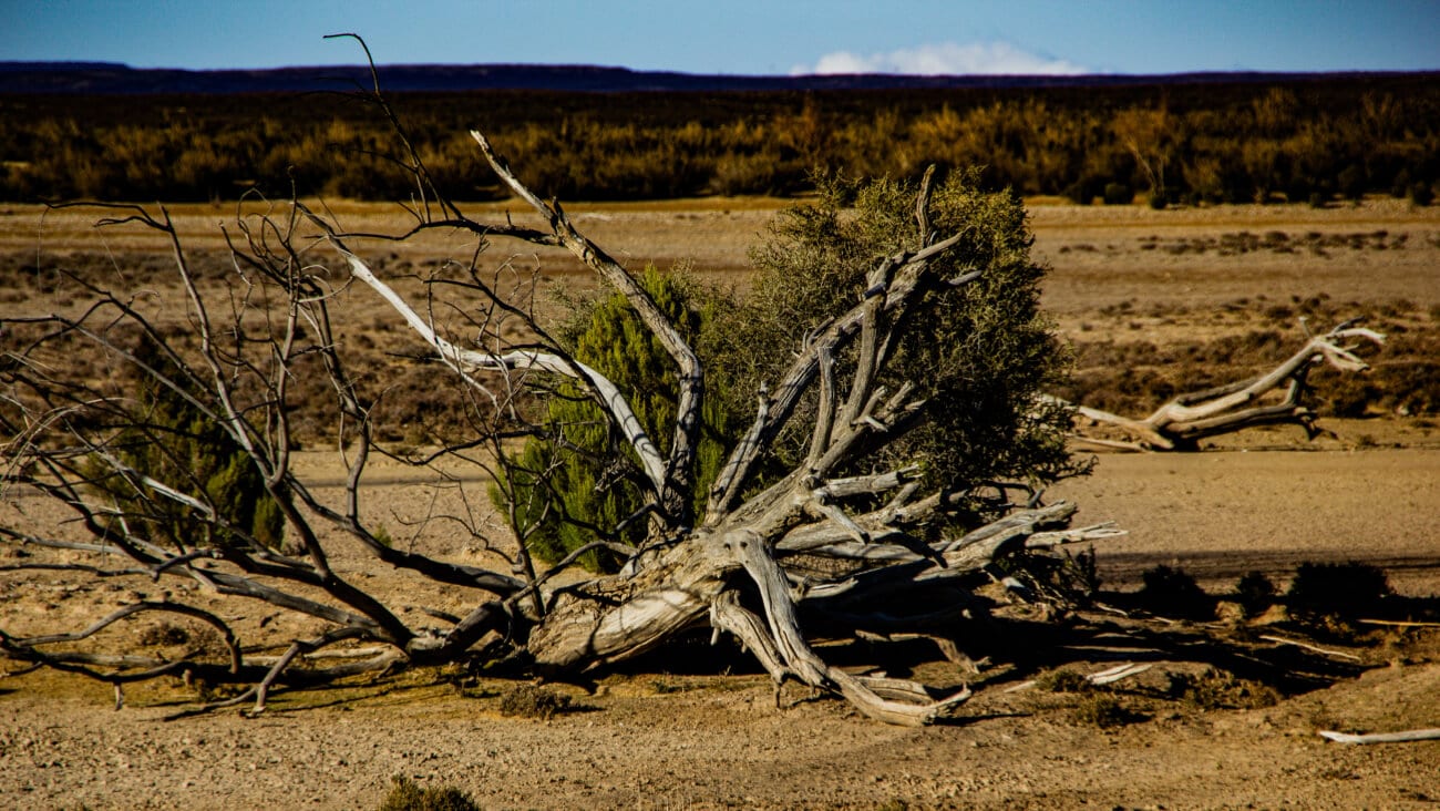 Brown tree branch on brown field during day time