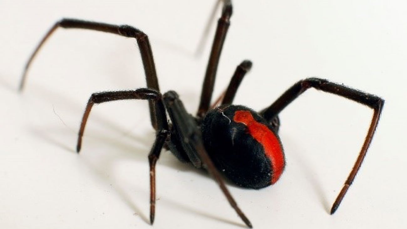 Redback spider