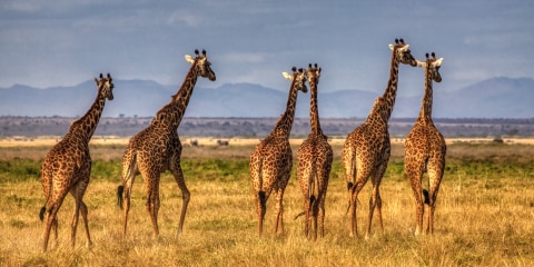 A herd of giraffes walk across grass plains in Kenya with mountains in the distance.