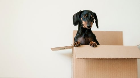 Black dachshund dog poking its head out of a moving box Black dachshund dog poking its head out of a moving box