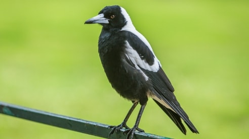 Magpie Magpie